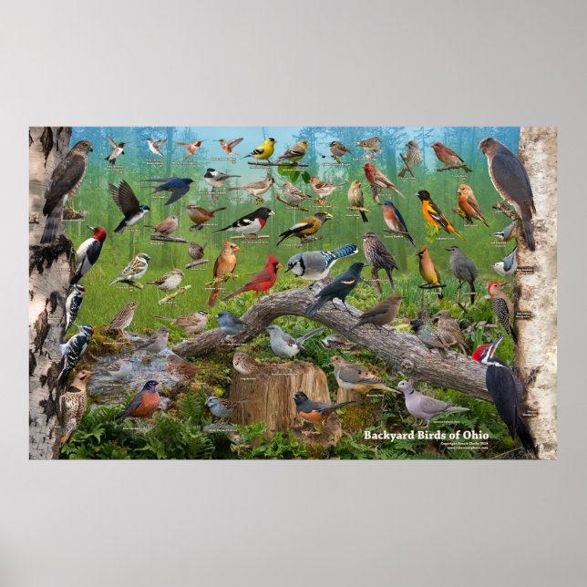 Backyard Birds of Ohio Large Poster (Framsidan)
