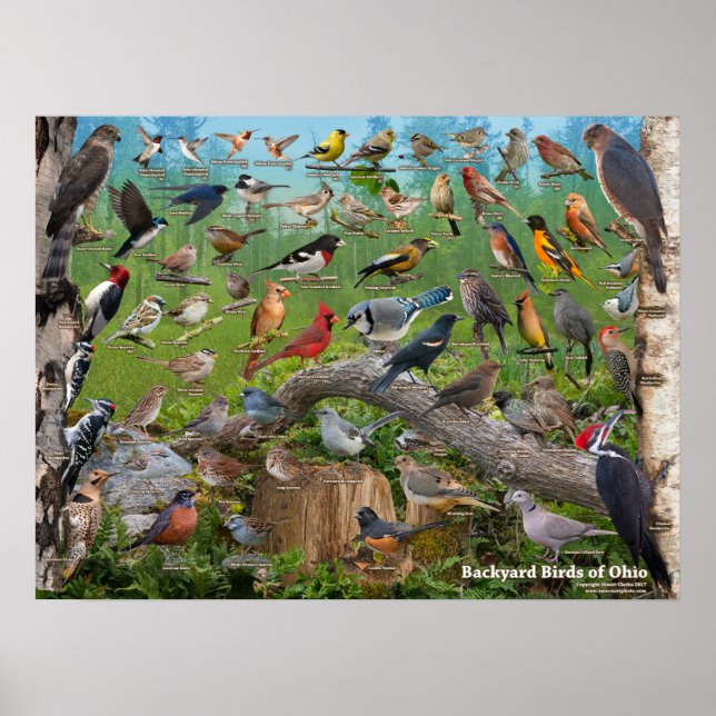 Backyard Birds of Ohio Poster (Framsidan)