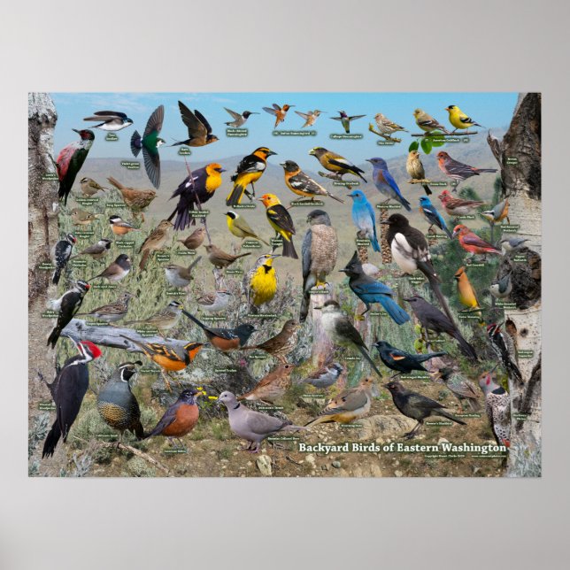 Backyard Birds of Östra Washington Poster (Framsidan)