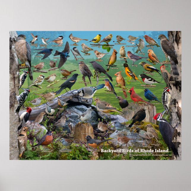 Backyard Birds of Rhode island Poster (Framsidan)