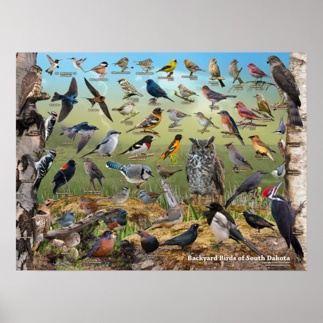 Backyard Birds of South Dakota Poster (Framsidan)