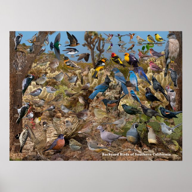 Backyard Birds of Southern California Poster (Framsidan)
