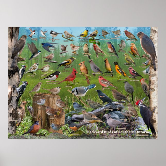 Backyard Birds of Southern Ontario Poster (Framsidan)