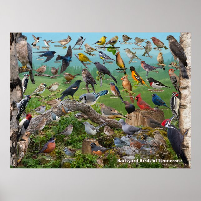 Backyard Birds of Tennessee Poster (Framsidan)