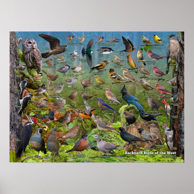 Backyard Birds of the Väster ID Poster (Framsidan)