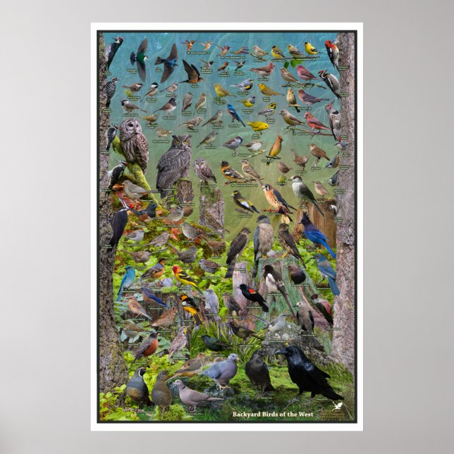 Backyard Birds of the Väster Speciell Edition Poster (Framsidan)