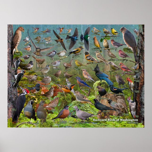 Backyard Birds of Washington State Poster (Framsidan)