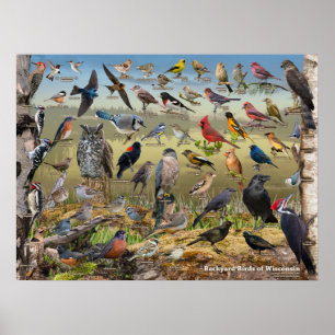 Backyard Birds of Wisconsin Poster