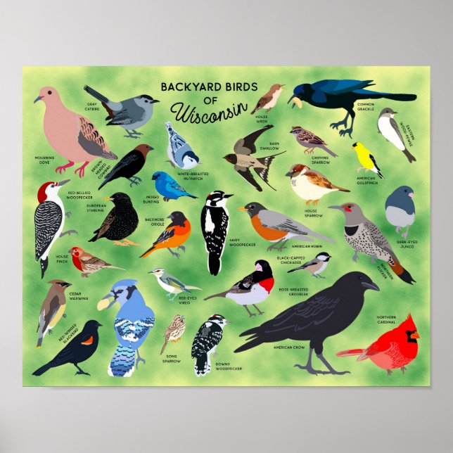Backyard Birds of Wisconsin Poster (Framsidan)