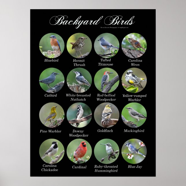 Backyard Birds Poster (Framsidan)