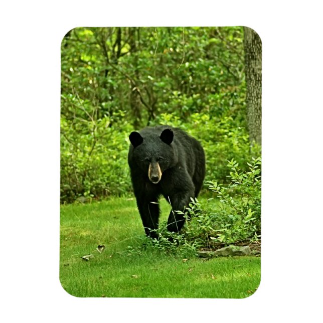 Backyard Black Bear Magnet (Vertikal)