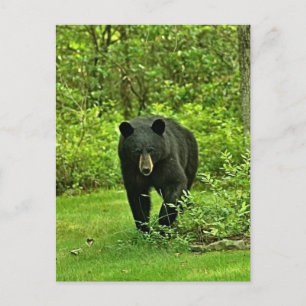 Backyard Black Bear Vykort