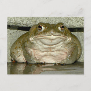 Backyard Bufo alvarius - Colorado River Toad Vykort