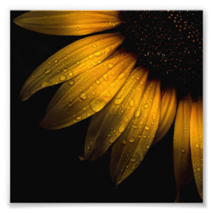 Backyard Flowers 28 Solros Fototryck