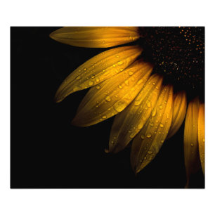 Backyard Flowers 28 Solros Fototryck