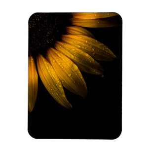 Backyard Flowers 28 Solros Magnet