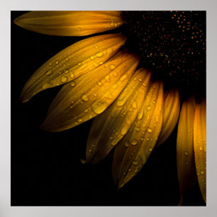 Backyard Flowers 28 Solros Poster