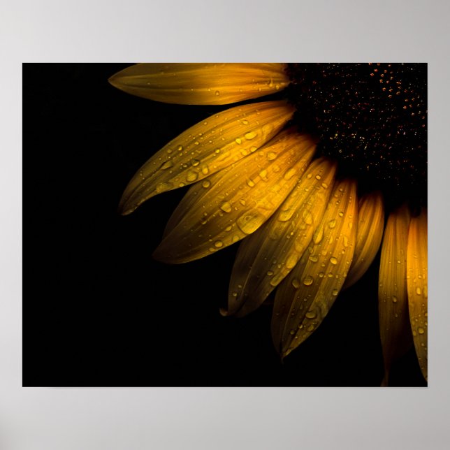 Backyard Flowers 28 Solros Poster (Framsidan)