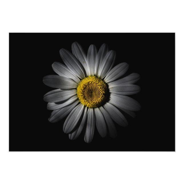 Backyard Flowers 52 Färg Version Fototryck (Framsidan)