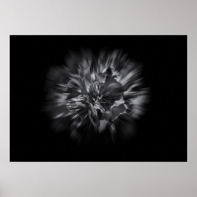Backyard Flowers in Black and White 25 Flow Poster (Framsidan)