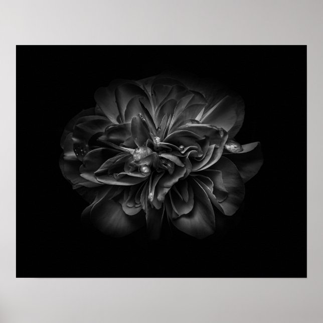 Backyard Flowers In Black And White 67 Poster (Framsidan)