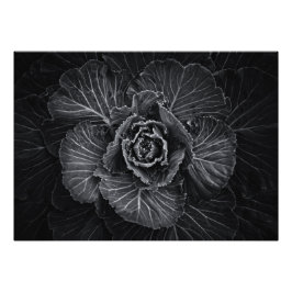 Backyard Flowers in Black and White No 108 Fototryck