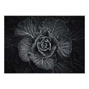 Backyard Flowers in Black and White No 108 Fototryck