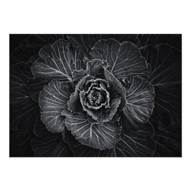 Backyard Flowers in Black and White No 108 Fototryck (Framsidan)