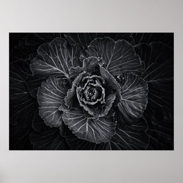 Backyard Flowers in Black and White No 108 Poster (Framsidan)