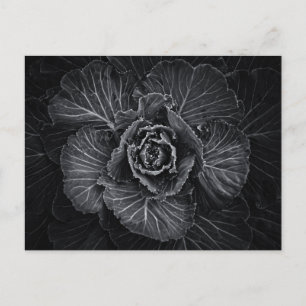 Backyard Flowers in Black and White No 108 Vykort