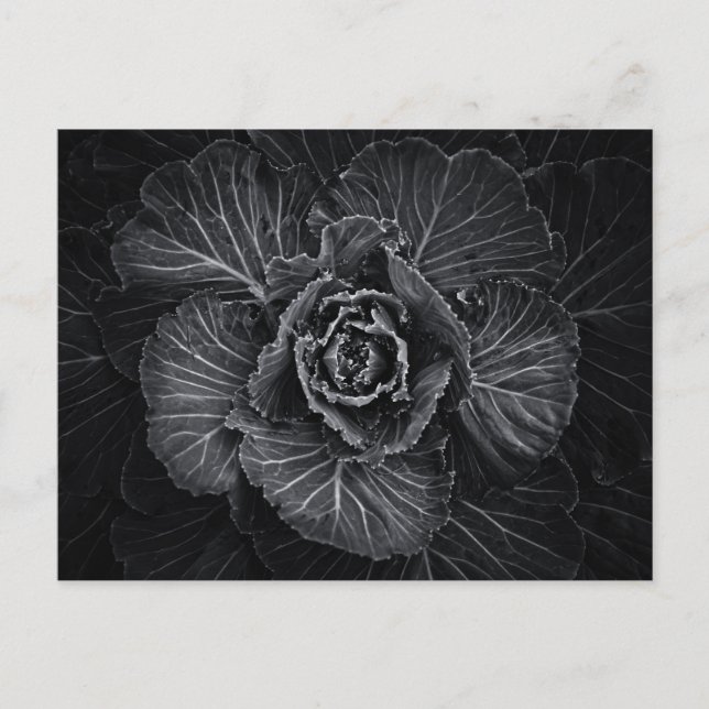 Backyard Flowers in Black and White No 108 Vykort (Framsida)