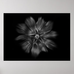 Backyard Flowers in Black and White No 22 Flow Poster