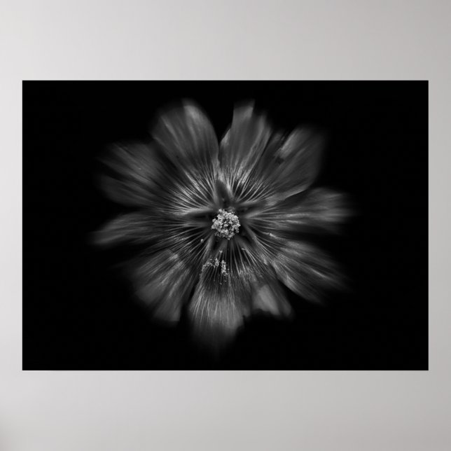 Backyard Flowers in Black and White No 22 Flow Poster (Framsidan)