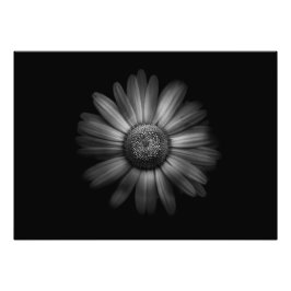 Backyard Flowers in Black and White No 31 Fototryck