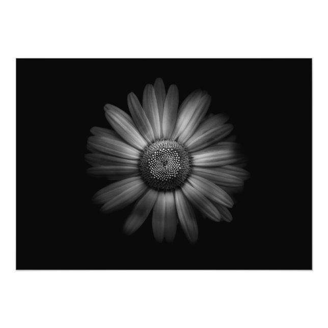 Backyard Flowers in Black and White No 31 Fototryck (Framsidan)