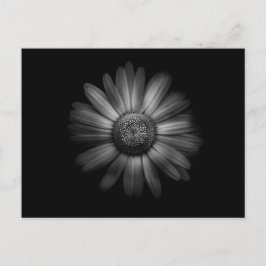 Backyard Flowers in Black and White No 31 Vykort