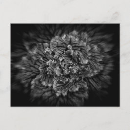 Backyard Flowers in Black and White No 42 Flow Vykort