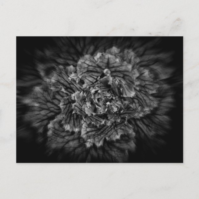 Backyard Flowers in Black and White No 42 Flow Vykort (Framsida)