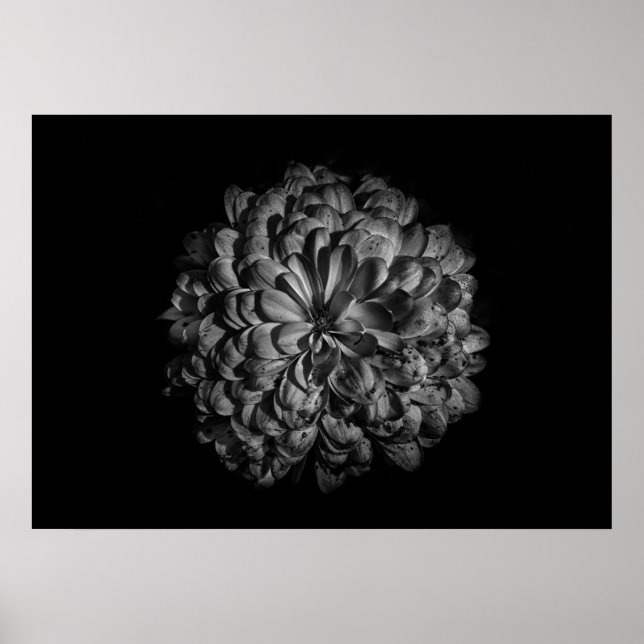 Backyard Flowers in Black and White No 48 Poster (Framsidan)