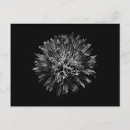 Backyard Flowers in Black and White No 53 Vykort