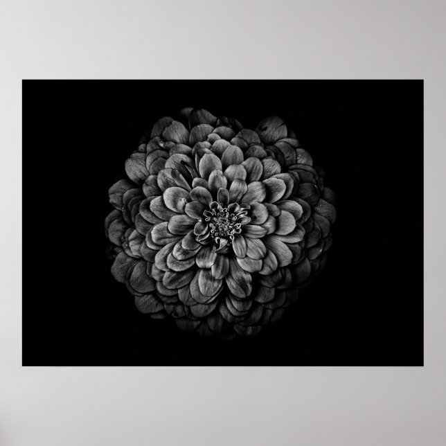 Backyard Flowers in Black and White No 54 Poster (Framsidan)