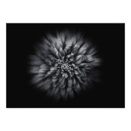 Backyard Flowers in Black and White No 68 Flow Fototryck