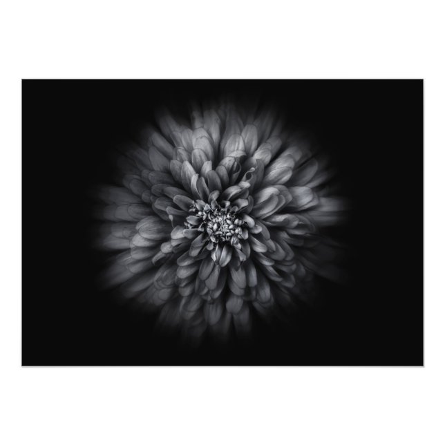 Backyard Flowers in Black and White No 68 Flow Fototryck (Framsidan)
