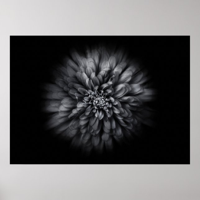 Backyard Flowers in Black and White No 68 Flow Poster (Framsidan)