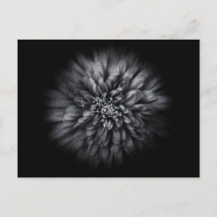 Backyard Flowers in Black and White No 68 Flow Vykort
