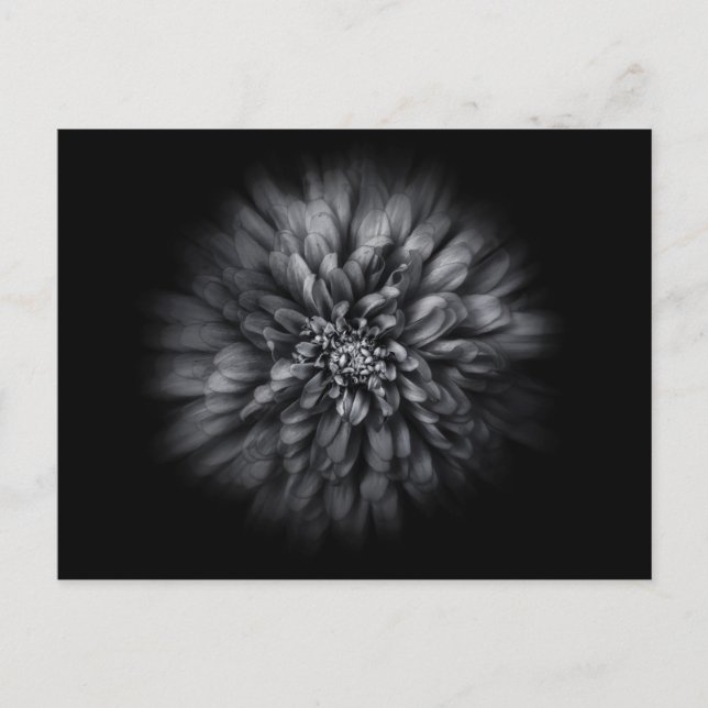 Backyard Flowers in Black and White No 68 Flow Vykort (Framsida)
