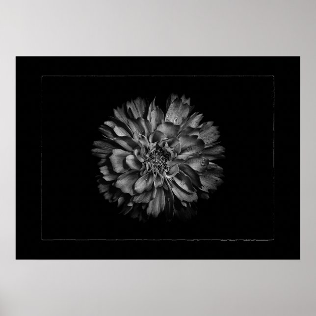 Backyard Flowers In Black & White No 79 Border Poster (Framsidan)