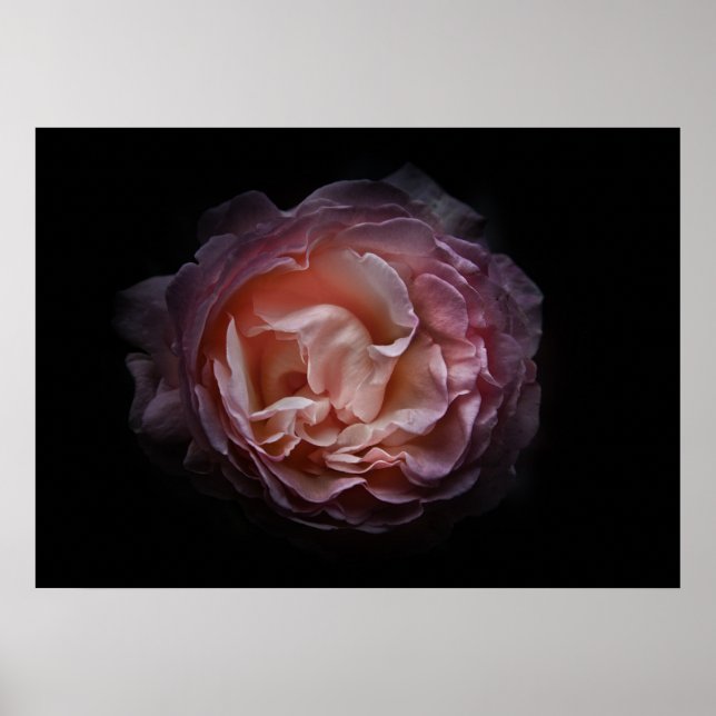 Backyard Flowers No 106 Färg Version Poster (Framsidan)