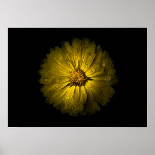 Backyard Flowers No 10 Färg Version Poster (Framsidan)