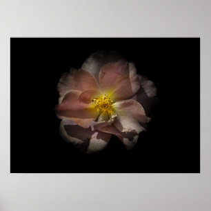 Backyard Flowers No 113 Färg Version Poster